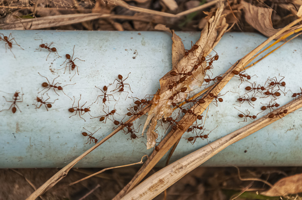 Ants Control