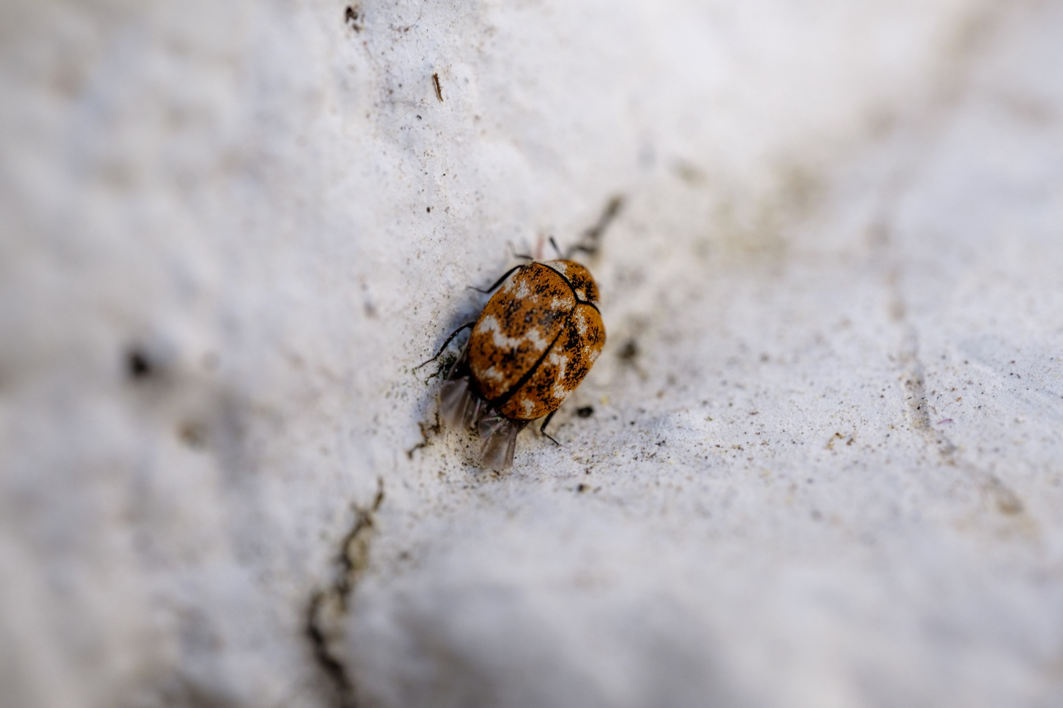 Bed Bug Treatment