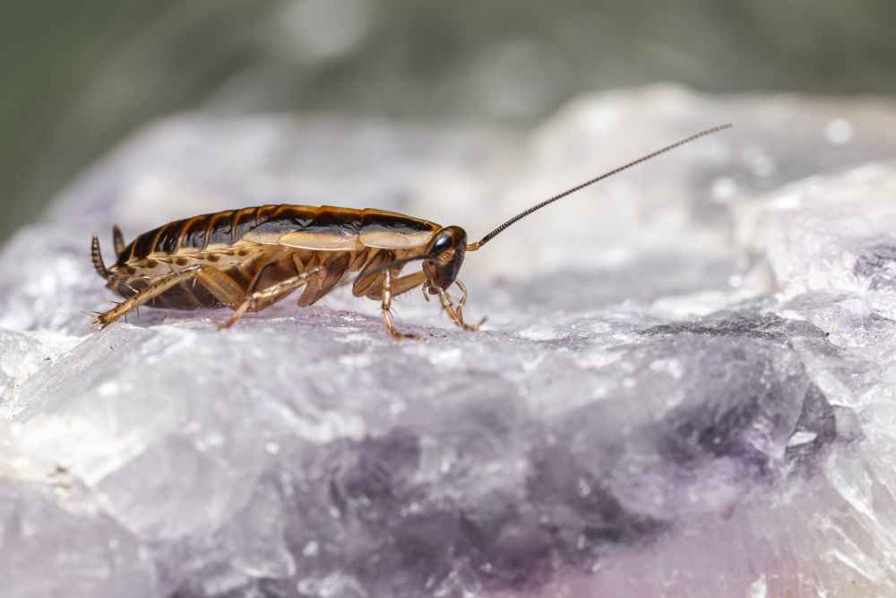 Cockroach Control Service
