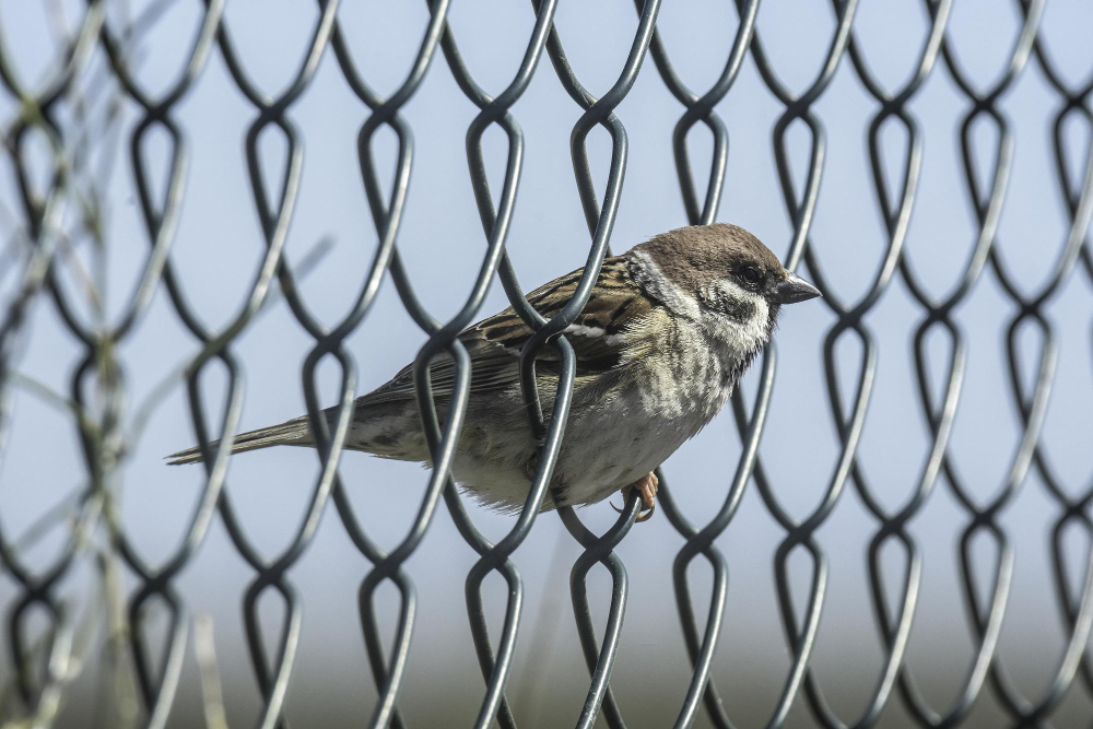 Advanced Bird Control